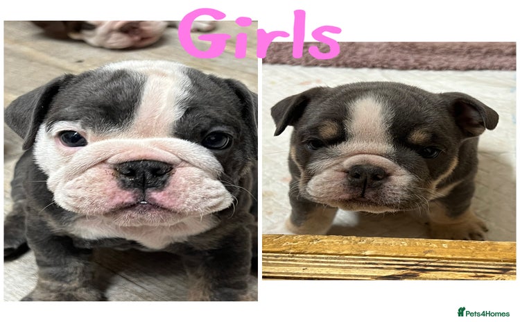 English Bulldog dogs - Advert 7