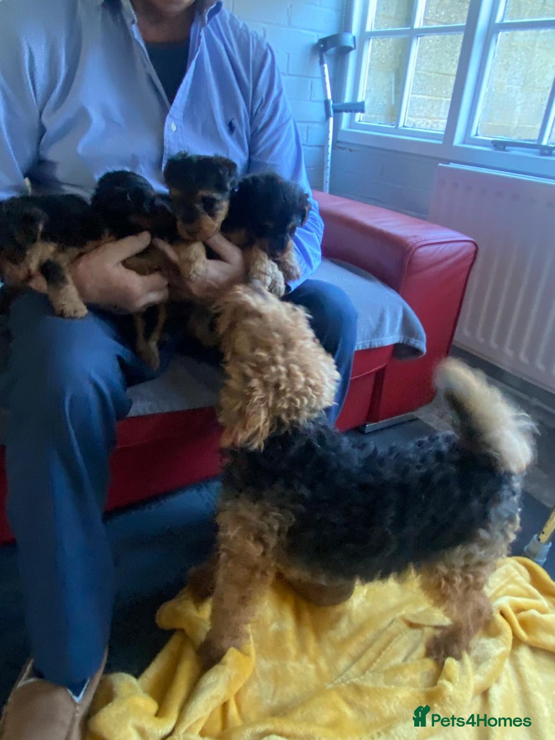 Welsh Terrier dogs for sale: Stunning Welsh terrier puppies - Advert 4
