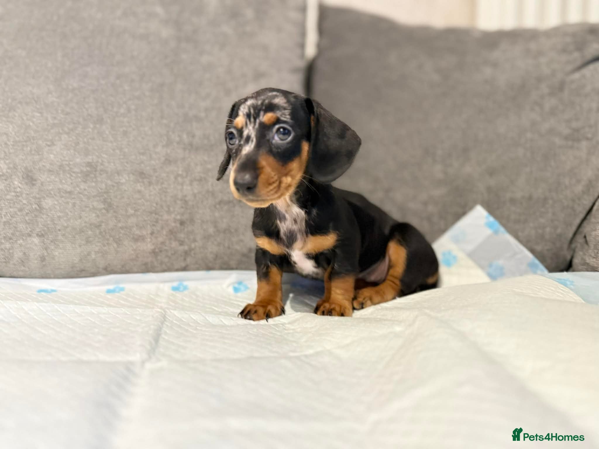 Miniature Dachshund dogs MINI DACHSHUND PUPPIES READY TO LEAVE NOW - Advert 17