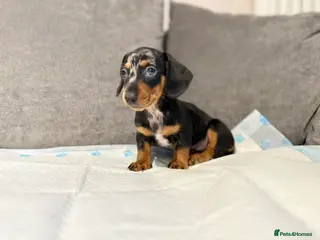 Miniature Dachshund dogs MINI DACHSHUND PUPPIES READY TO LEAVE NOW - Advert 17