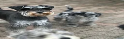 Miniature Schnauzer dogs for sale: Two Exceptional Merle Boy Pups - Advert 7