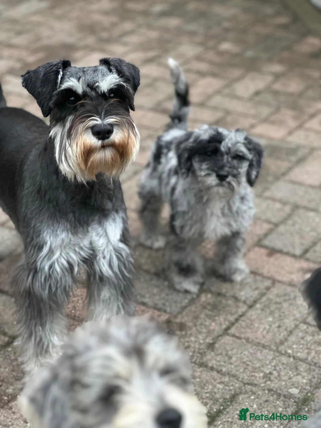 Miniature Schnauzer dogs for sale: Two Exceptional Merle Boy Pups - Advert 7