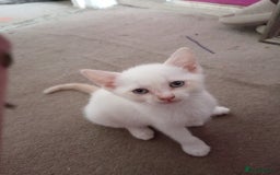Domestic Shorthair cats for sale: 3 beautiful kittens - Image 9