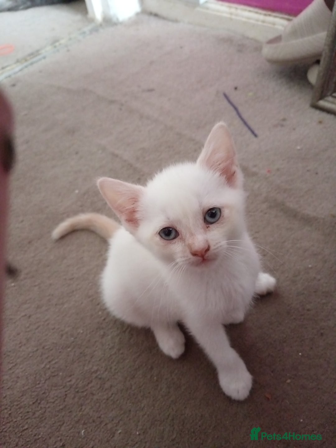Domestic Shorthair cats for sale: 3 beautiful kittens - Image 9
