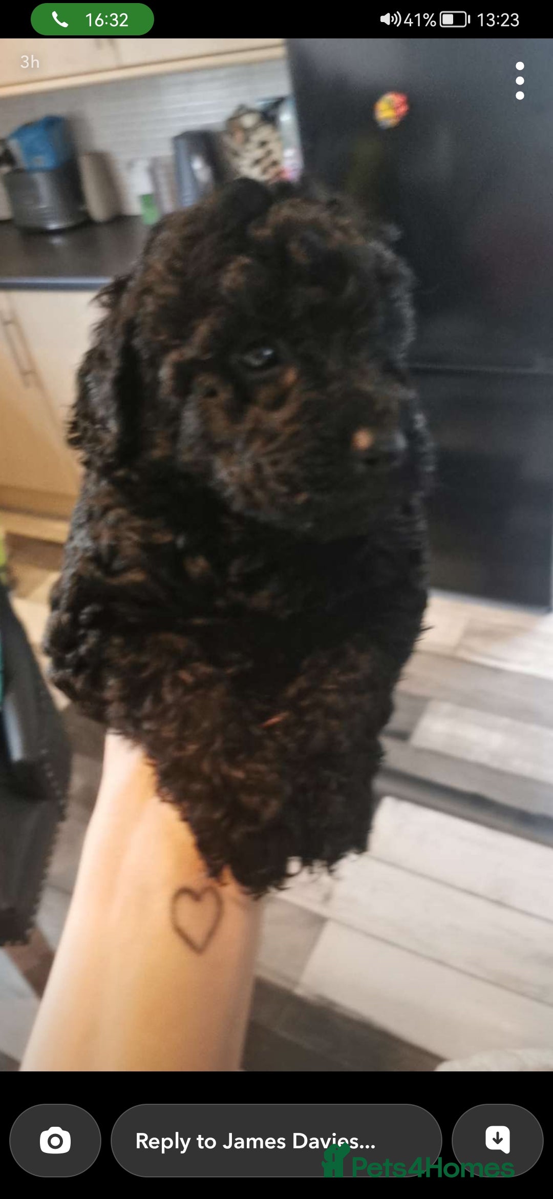 Cockapoo dogs for sale: Two cockapoo puppies ready for adventures now!  - Image 6