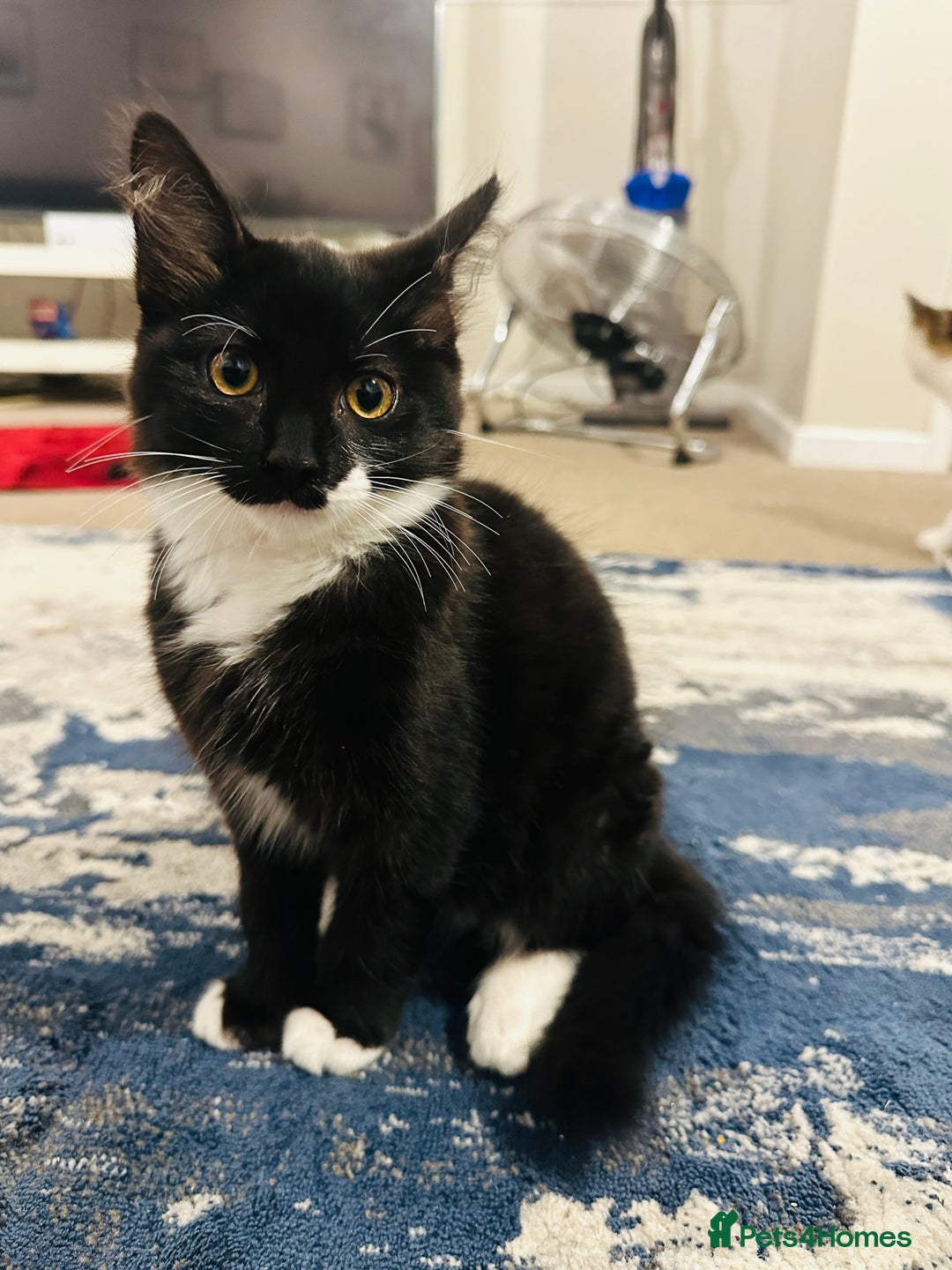 Mixed Breed cats for sale: Dragan  - Advert 5