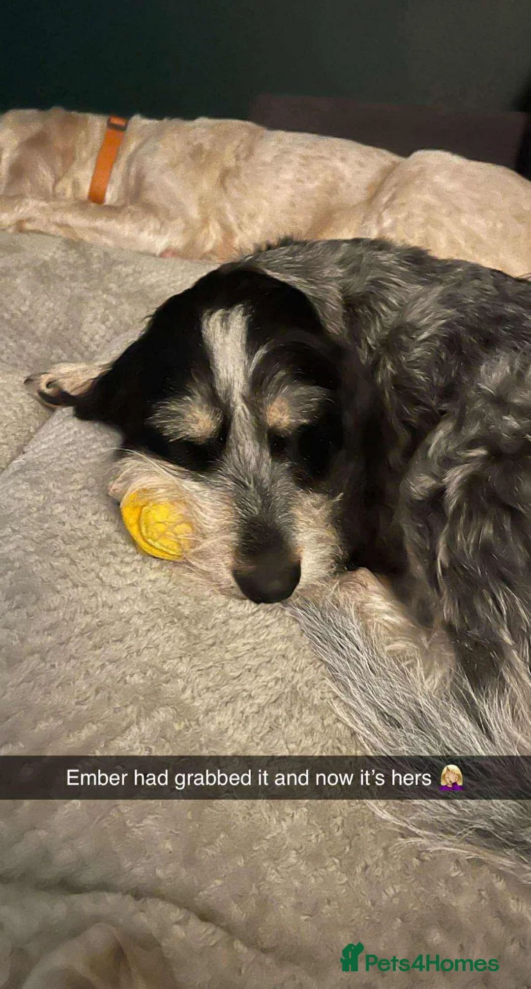 Mixed Breed dogs for adoption: Lovely Ember - looking for her forever home - Advert 5