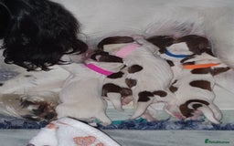 English Springer Spaniel dogs for sale: KC-ESS PUPPIES - DNA Health tested   - Image 10