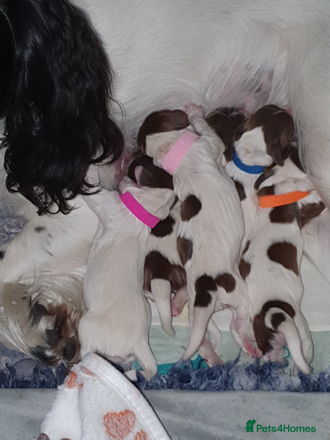 English Springer Spaniel dogs for sale: KC-ESS PUPPIES - DNA Health tested   - Image 10