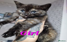 Mixed Breed cats for sale: Bsh cross maine coon - Image 1
