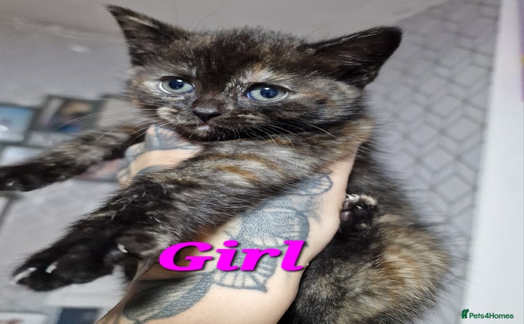 Mixed Breed cats - Advert 4