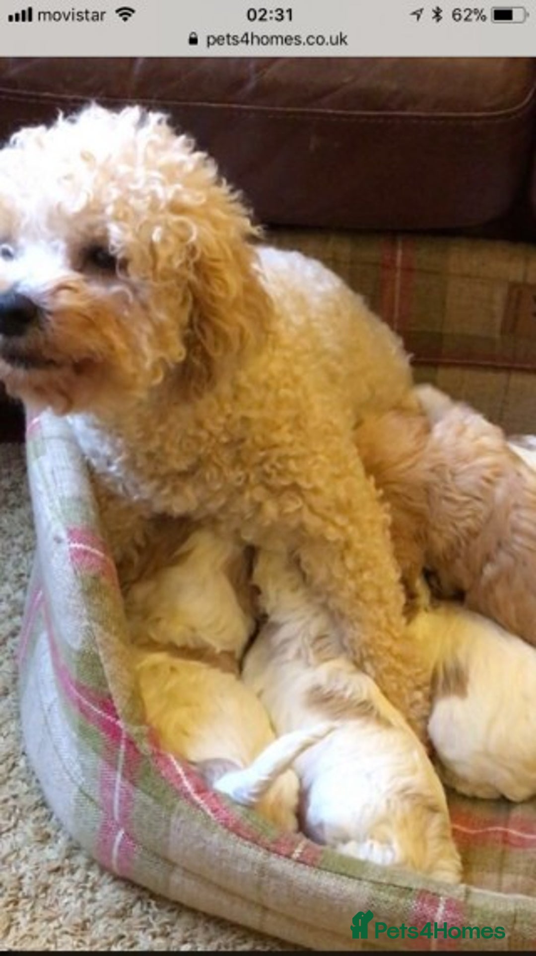 Cavalier King Charles Spaniel dogs for stud: Extensively Health Tested Cavalier King Charles Sp in Mansfield - Image 19