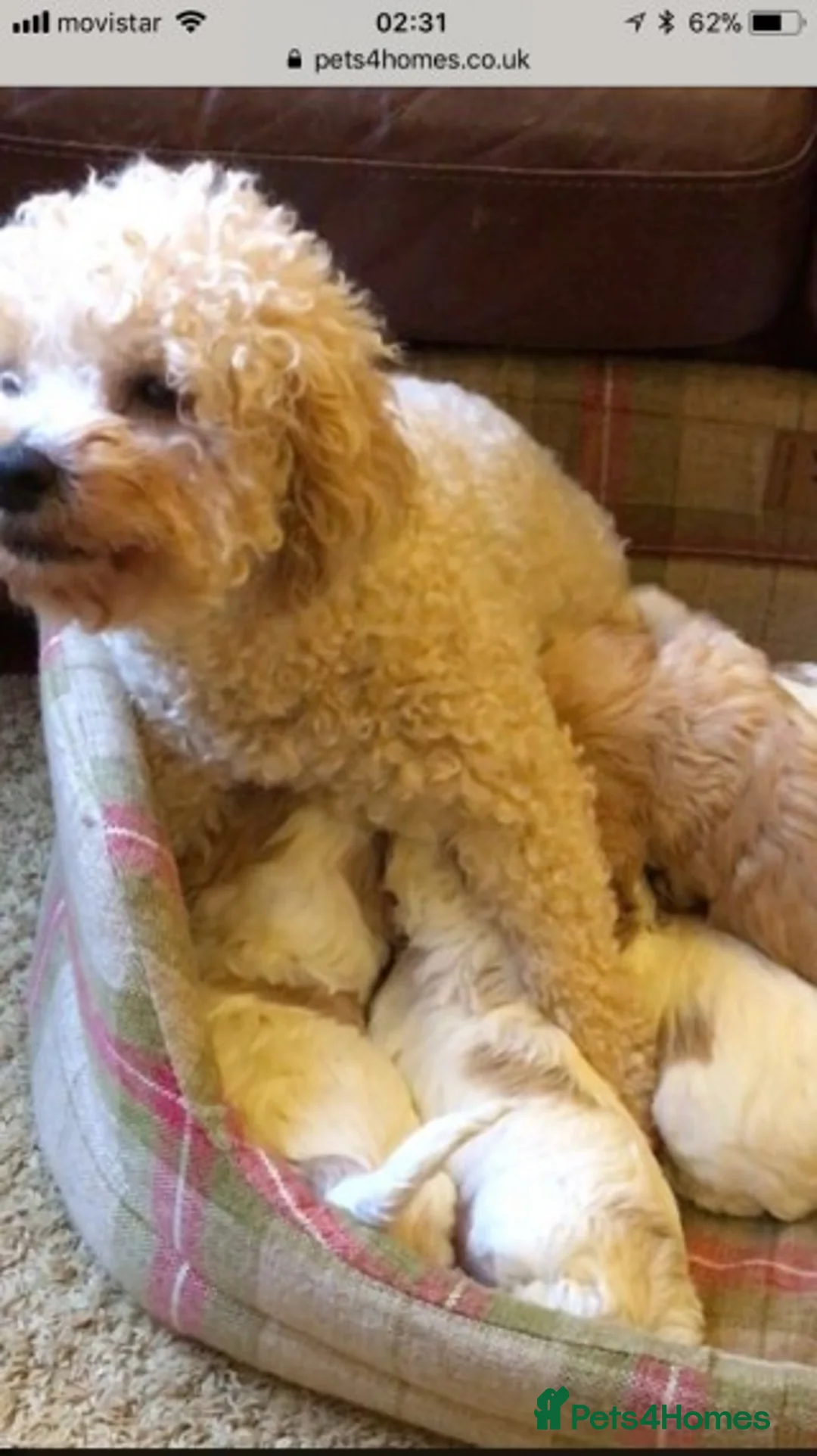 Cavalier King Charles Spaniel dogs for stud: Extensively Health Tested Cavalier King Charles Sp in Mansfield - Advert 19