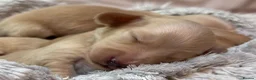 Miniature Dachshund dogs for sale: KC Longhaired Cream Miniature Dachshund Puppies - Advert 16