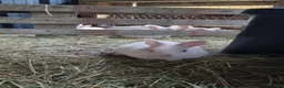 New Zealand rabbits for sale: Mixed New Zealand Bunnies in Trefriw - Advert 7