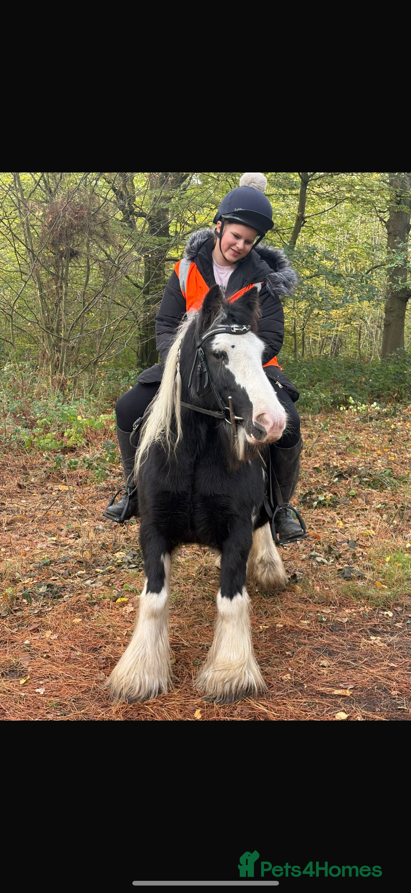 Riding pony horses Nancy  - Advert 1