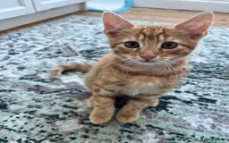 British Shorthair cats for sale: 4 British Short hair kittens for sale - Image 2