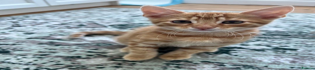 British Shorthair Kitten 1