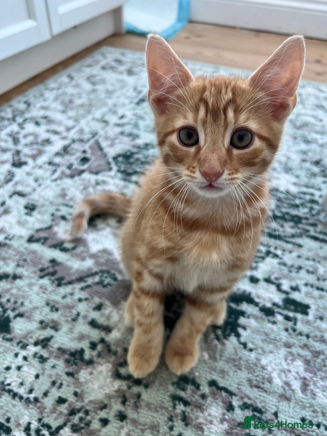 British Shorthair cats for sale: 4 British Short hair kittens for sale - Image 2