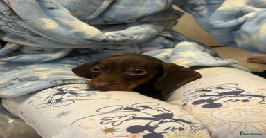 Dachshund dogs - Advert 8