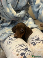 Dachshund dogs - Advert 6