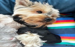 Yorkshire Terrier dogs for sale: Tiny Yorkshire Terrier ( 1 boy and 2girls 🐶🐶) - Image 16