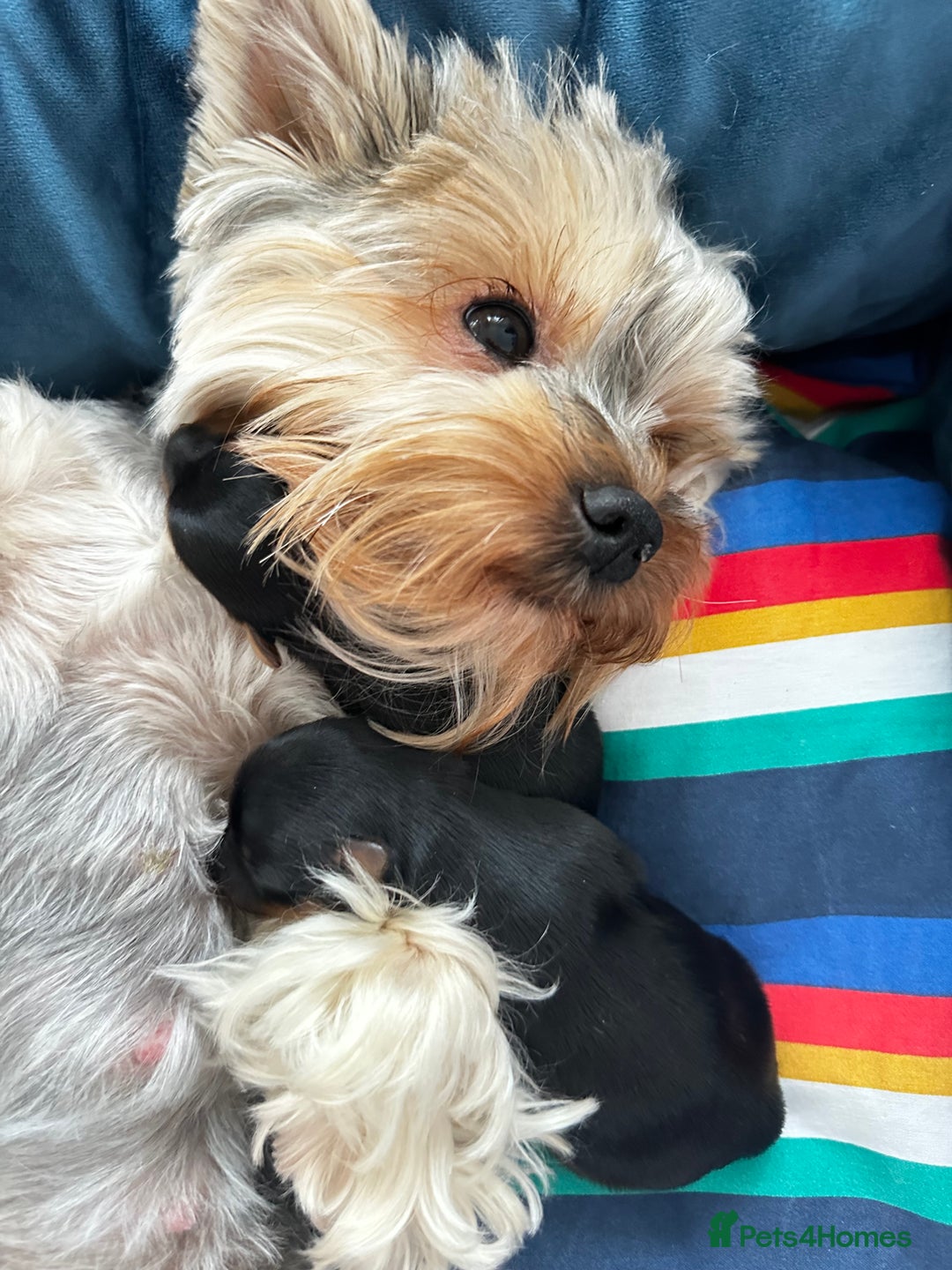 Yorkshire Terrier dogs for sale: Tiny Yorkshire Terrier ( 1 boy and 2girls 🐶🐶) - Image 16