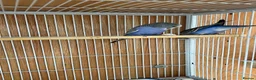 Budgerigars birds for sale: Baby budgie for sale 2 to 3 months  in Gravesend - Advert 1