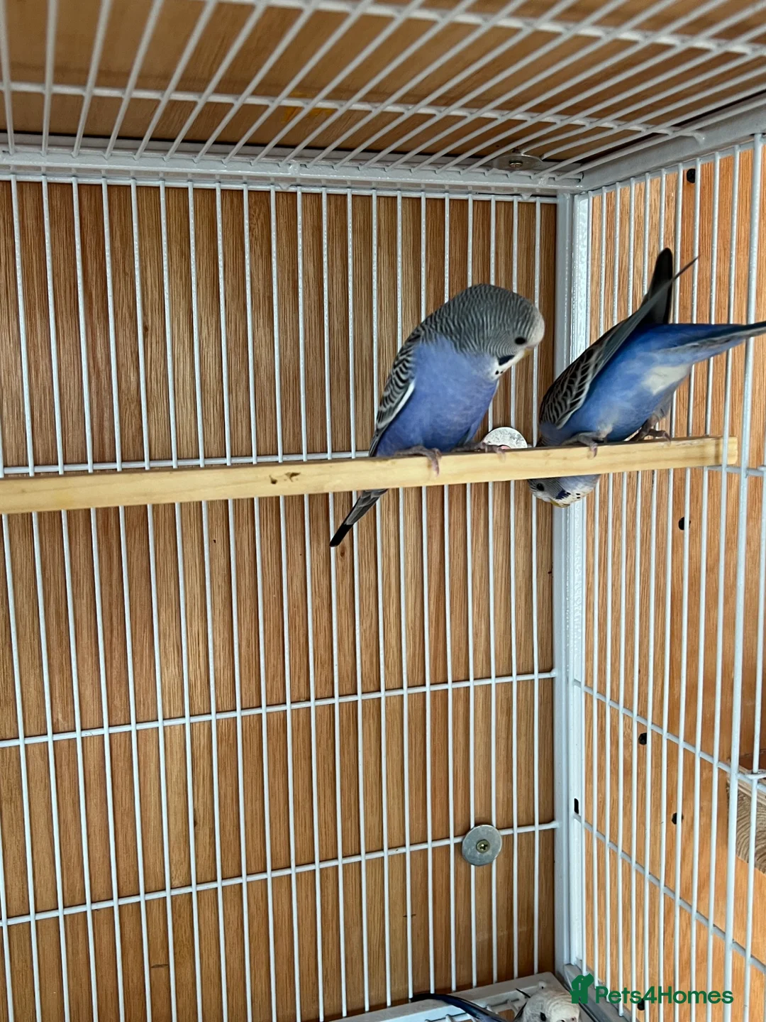 Budgerigars birds for sale: Baby budgie for sale 2 to 3 months  in Gravesend - Advert 1