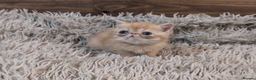 Persian cats for sale: Persian Kittens For Sale - Advert 28