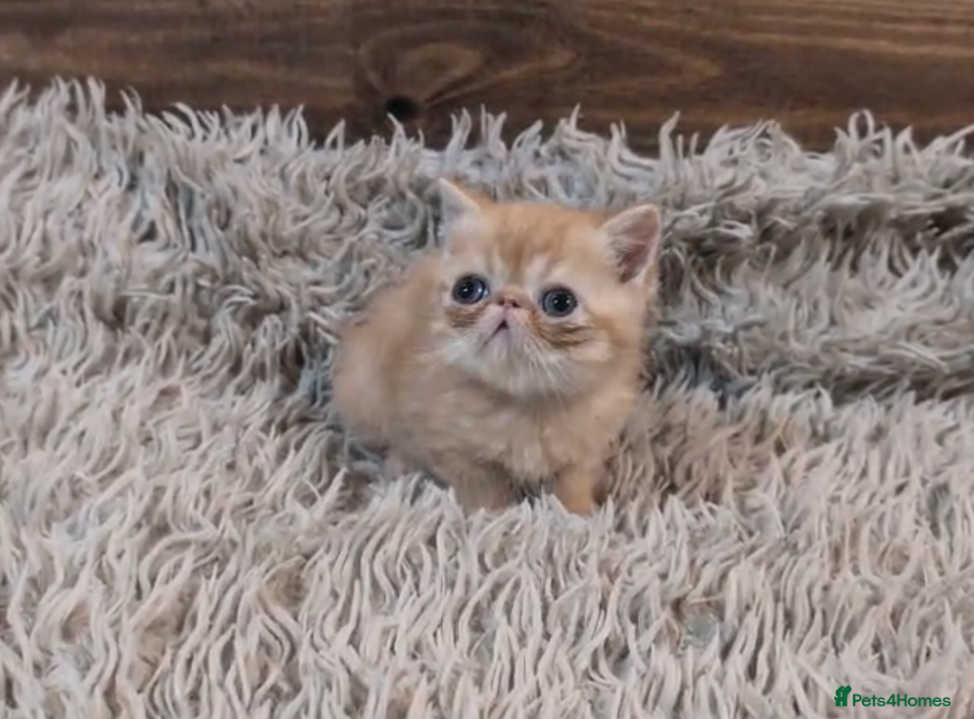 Persian cats for sale: Persian Kittens For Sale - Advert 28