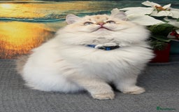 British Longhair cats for sale: British longhair golden point TICA  - Advert 7