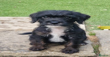 Mixed Breed dogs - Advert 14