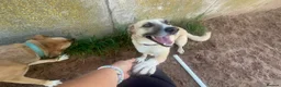 Mixed Breed dogs for adoption: Meet Ruma, currently residing in Cheshire  in Nantwich - Advert 7