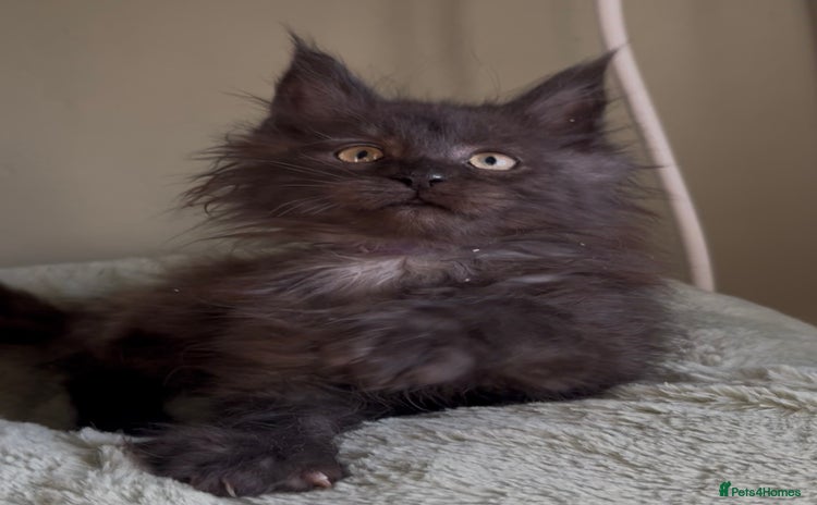 Maine Coon cats Maine coon kittens READY NOW ❤️ black smoke ❤️ - Advert 8