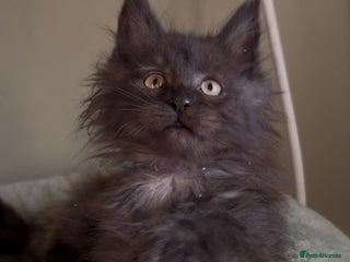 Maine Coon cats Maine coon kittens READY NOW ❤️ black smoke ❤️ - Advert 8