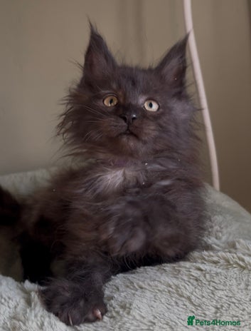 Maine Coon cats Maine coon kittens READY NOW ❤️ black smoke ❤️ - Advert 8