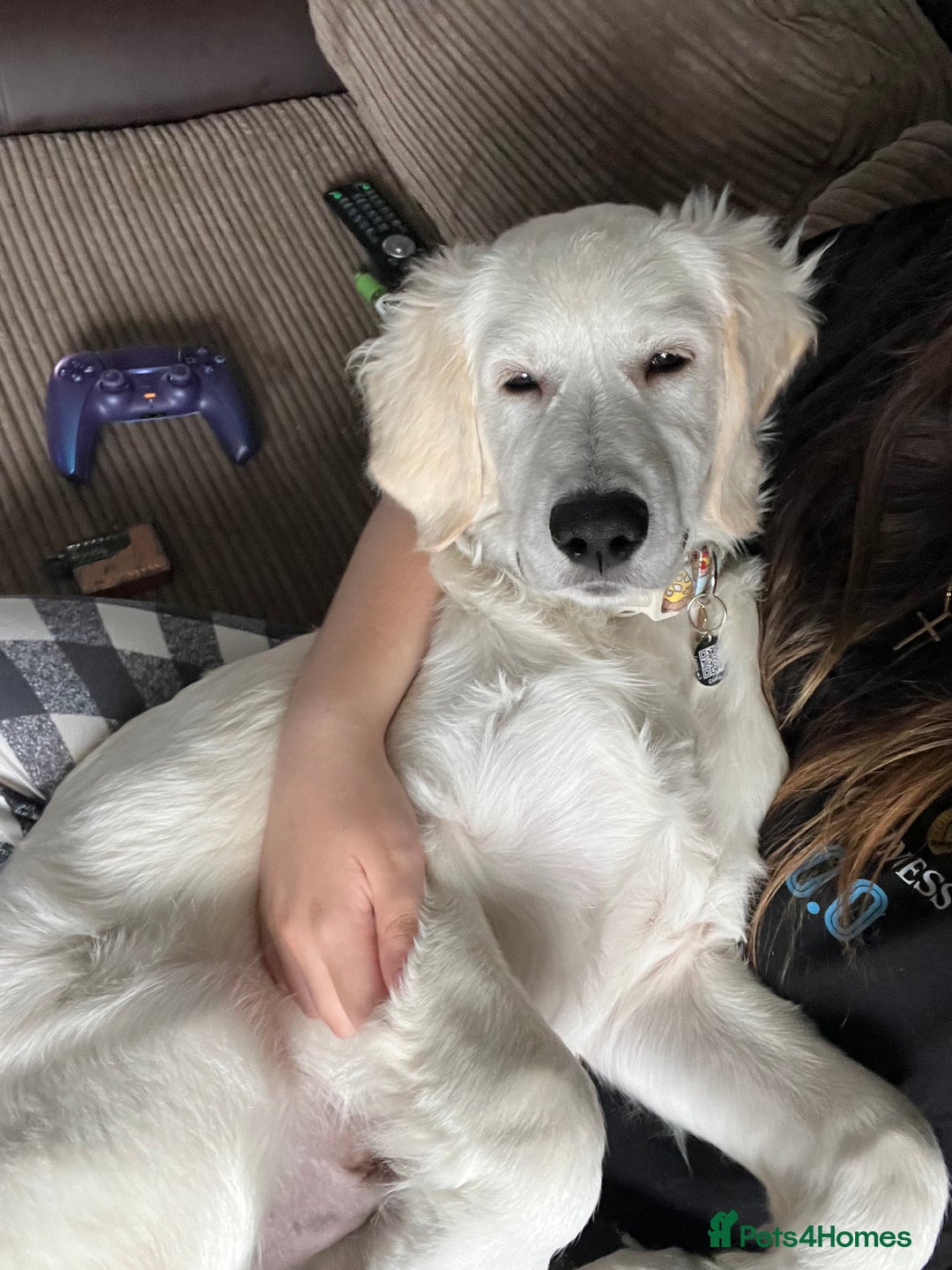 Golden Retriever dogs for sale: Jasper (7 months old) - Advert 4