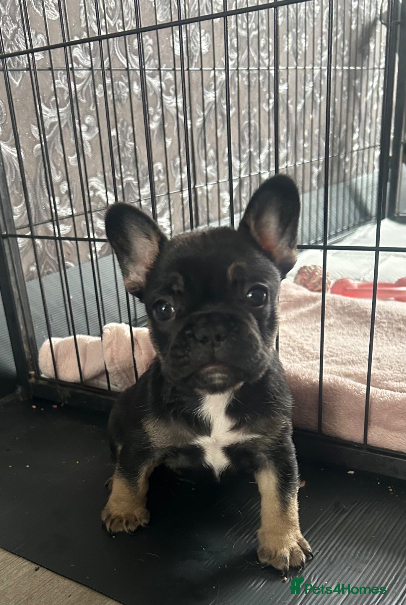 French Bulldog dogs Beautiful French bulldog puppies  - Advert 2