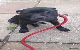 Staffordshire Bull Terrier dogs for sale: KC registeres Staffordshire bull terrier puppies - Image 15