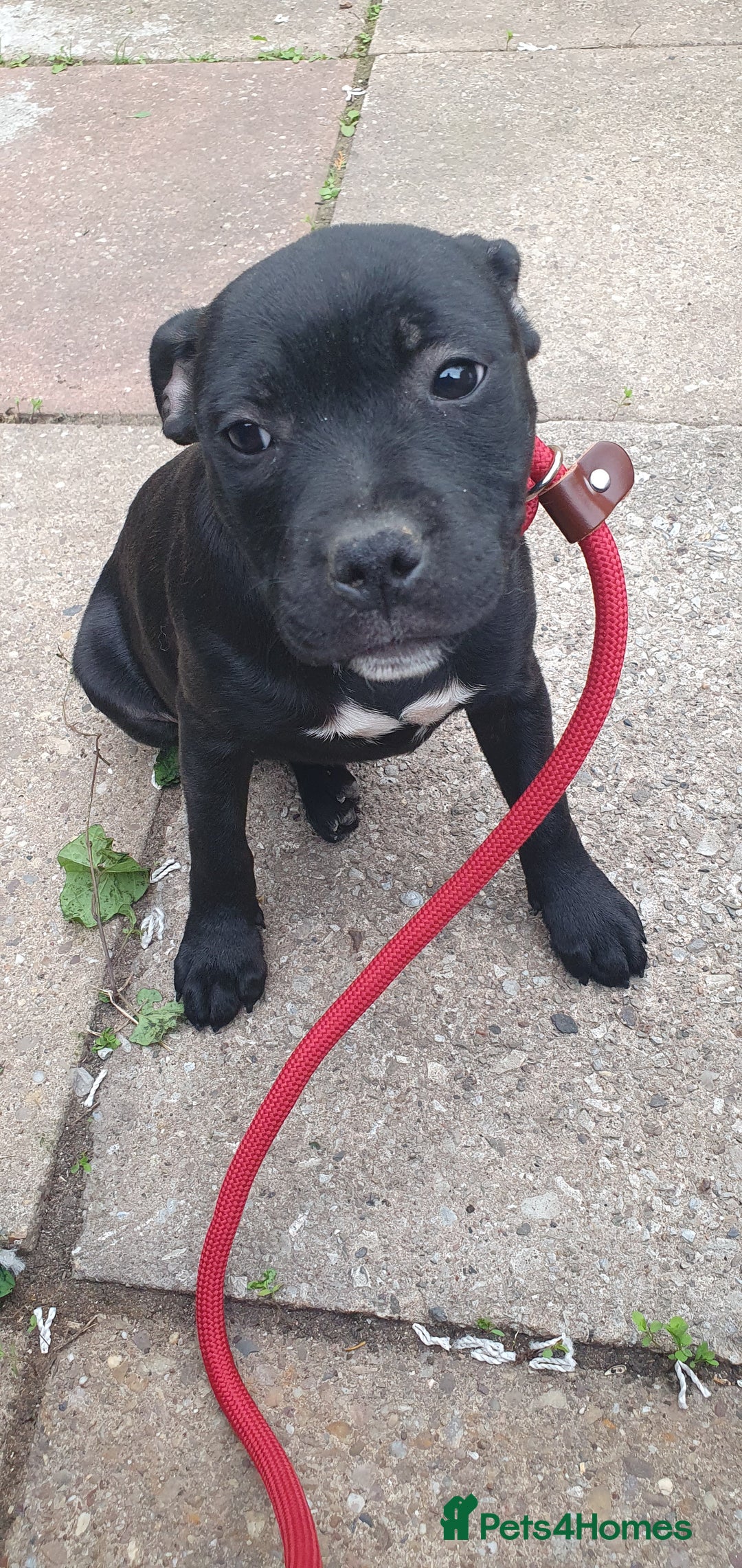 Staffordshire Bull Terrier dogs for sale: KC registeres Staffordshire bull terrier puppies - Image 15