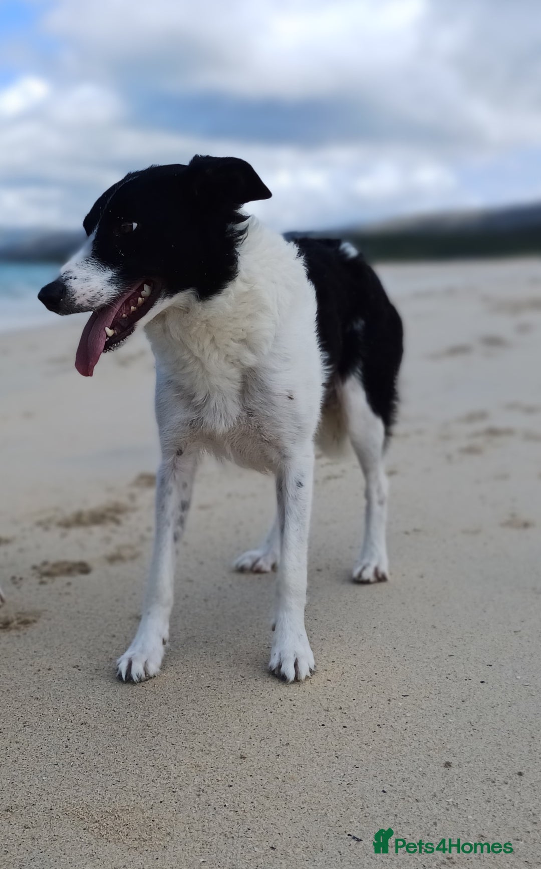 Border Collie dogs for sale: 2 year old Border Collie female - Advert 3