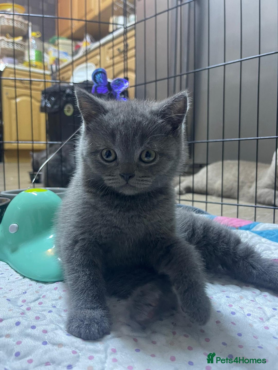 British Shorthair cats for sale: Purebred  British shorthair kittens  - Advert 13