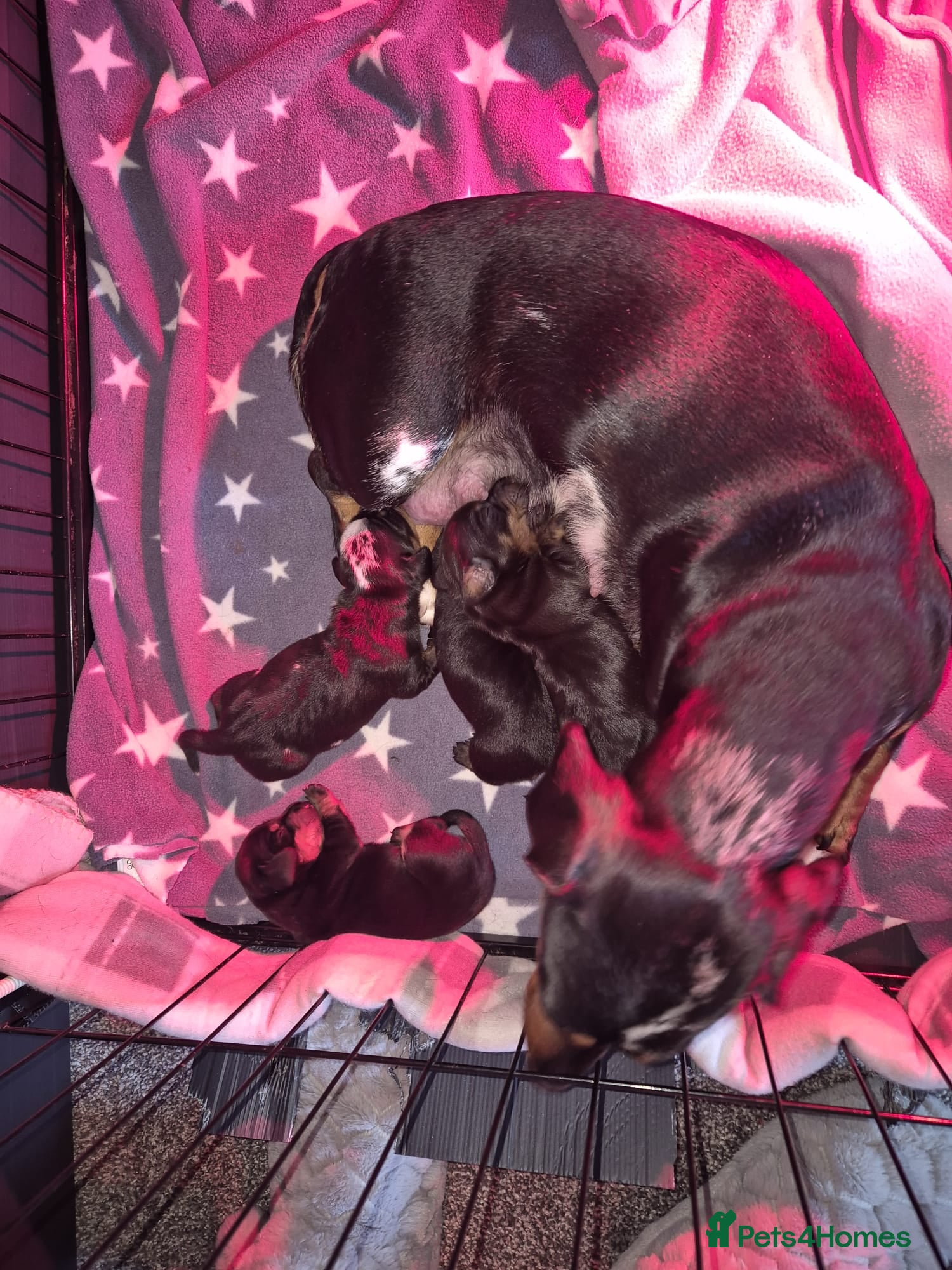 Miniature Dachshund dogs Gorgeous miniature daushound - Advert 2