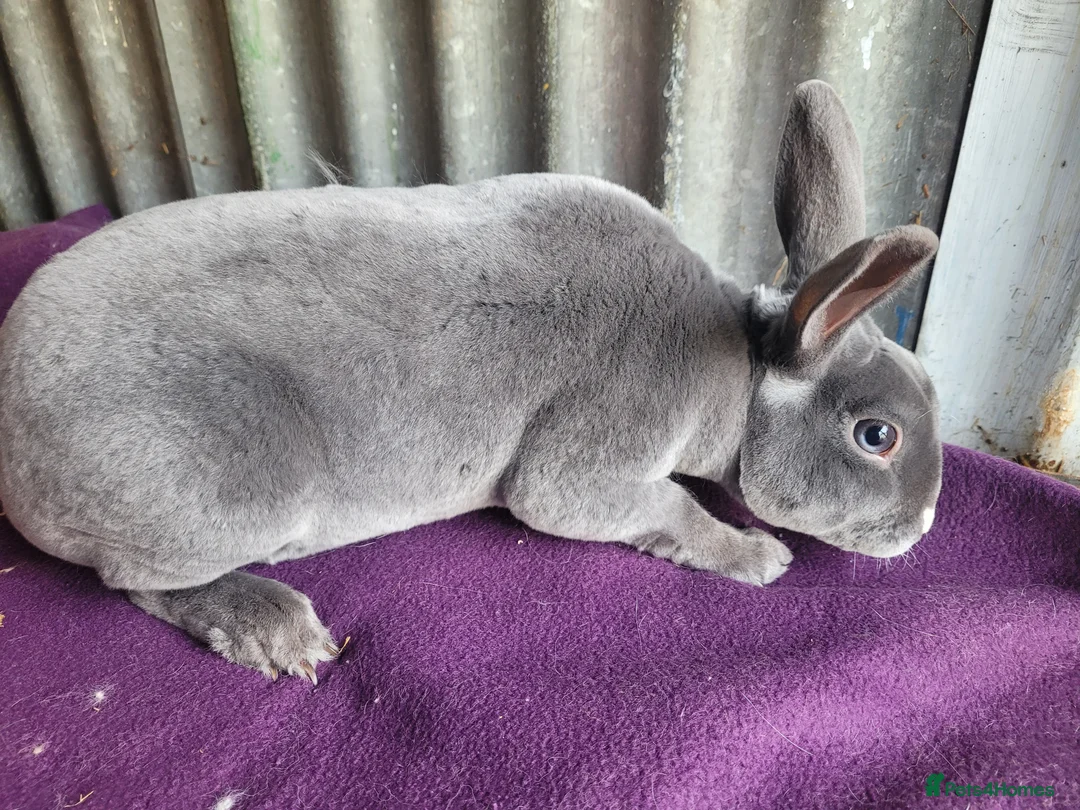 Rex rabbits for sale: 'Snip' blue MIni Rex x Standard Rex buck - Advert 7