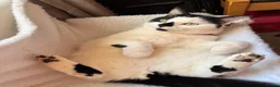 Mixed Breed cats for sale: Black and white cat  - Advert 9