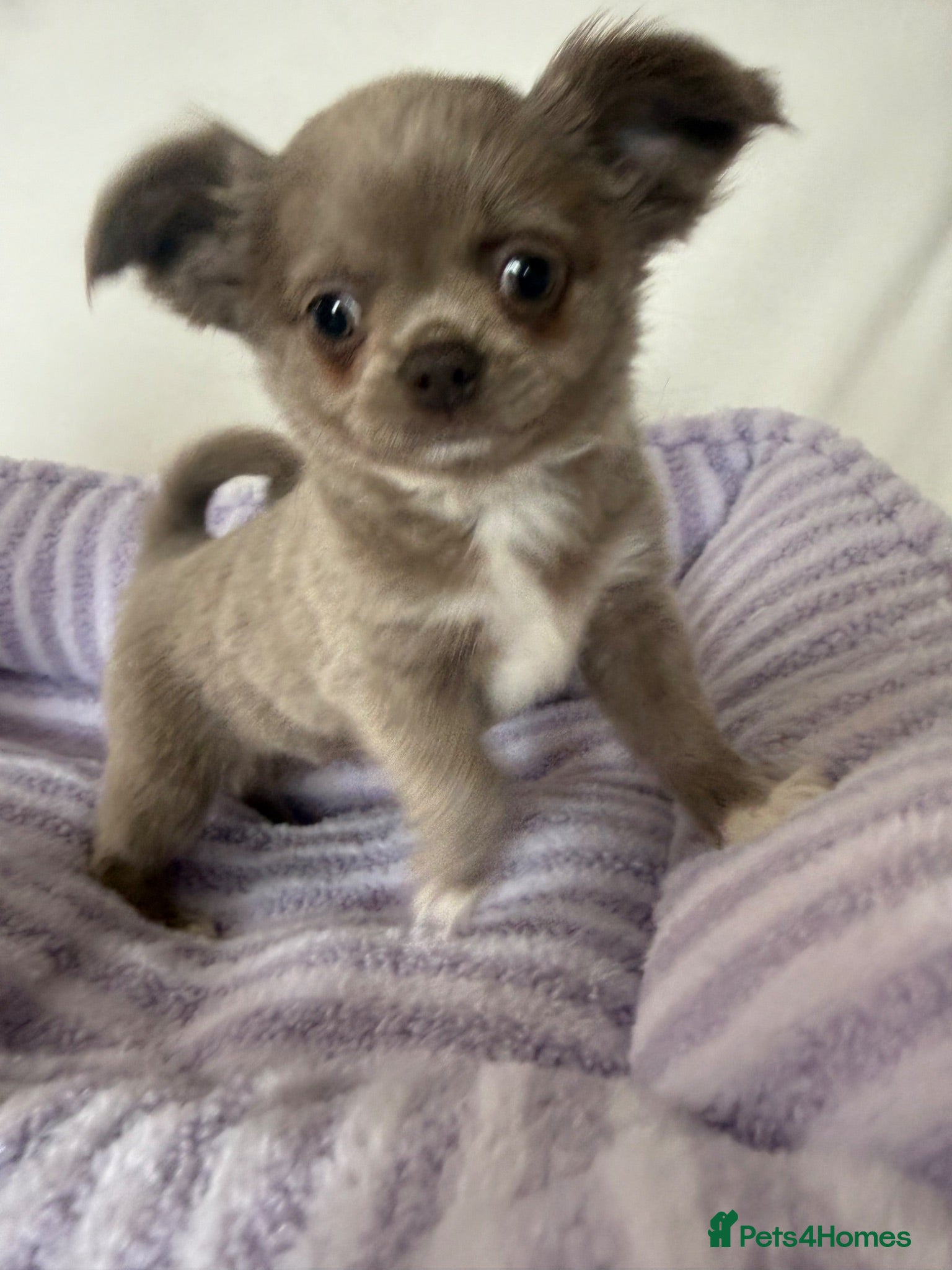 Chihuahua dogs Longhair apple head chihuahua Russian blood lines - Advert 1