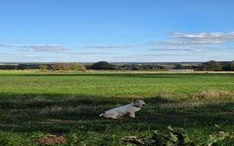Jack Russell dogs for sale: 8 year old Jack Russell for sale - Image 5