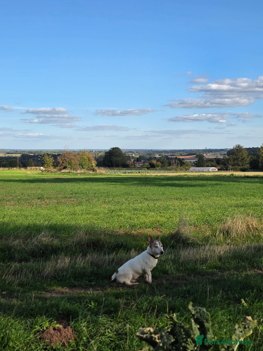Jack Russell dogs for sale: 8 year old Jack Russell for sale - Image 5