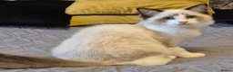 Ragdoll cats for sale: 7 Ragdoll kittens for sale - Advert 16